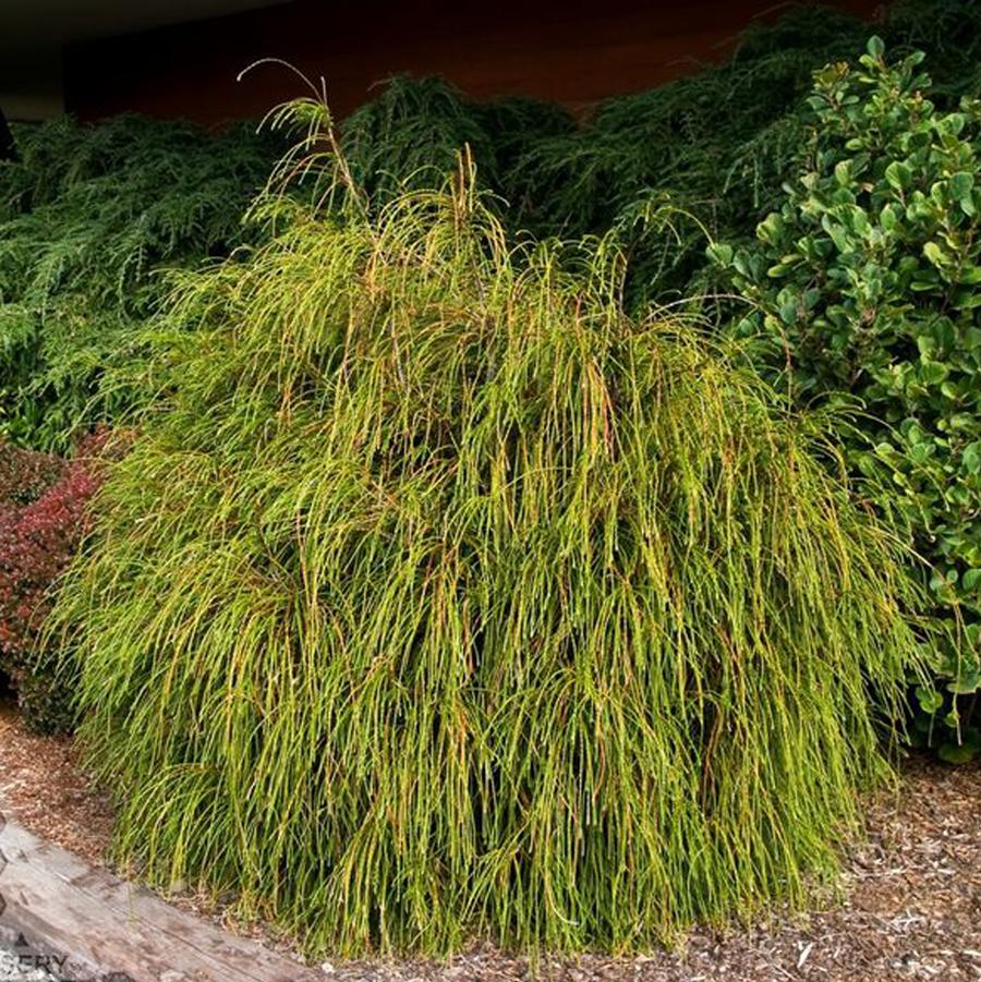 Thuja plicata Whipcord