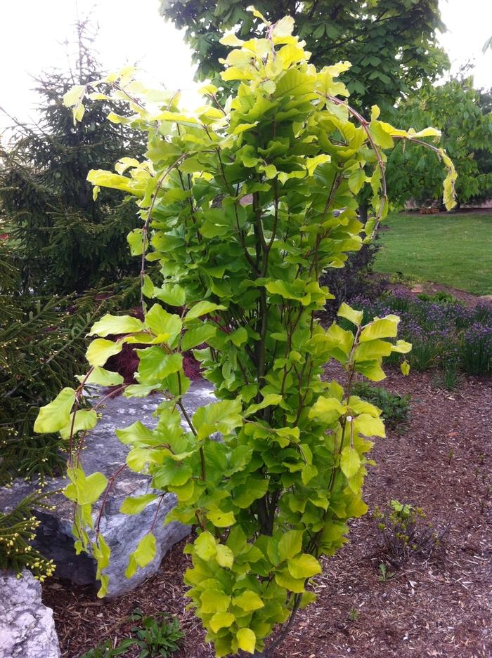 Fagus sylvatica Dawyck Gold