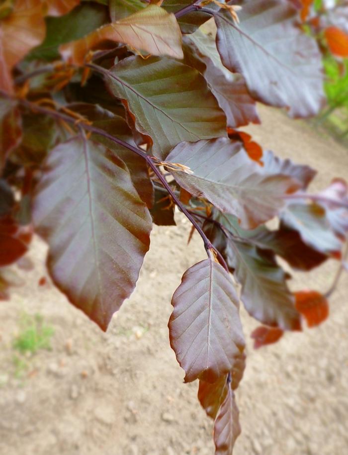 Fagus sylvatica Dawyck Purple