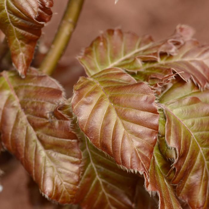 Fagus sylvatica Red Obelisk