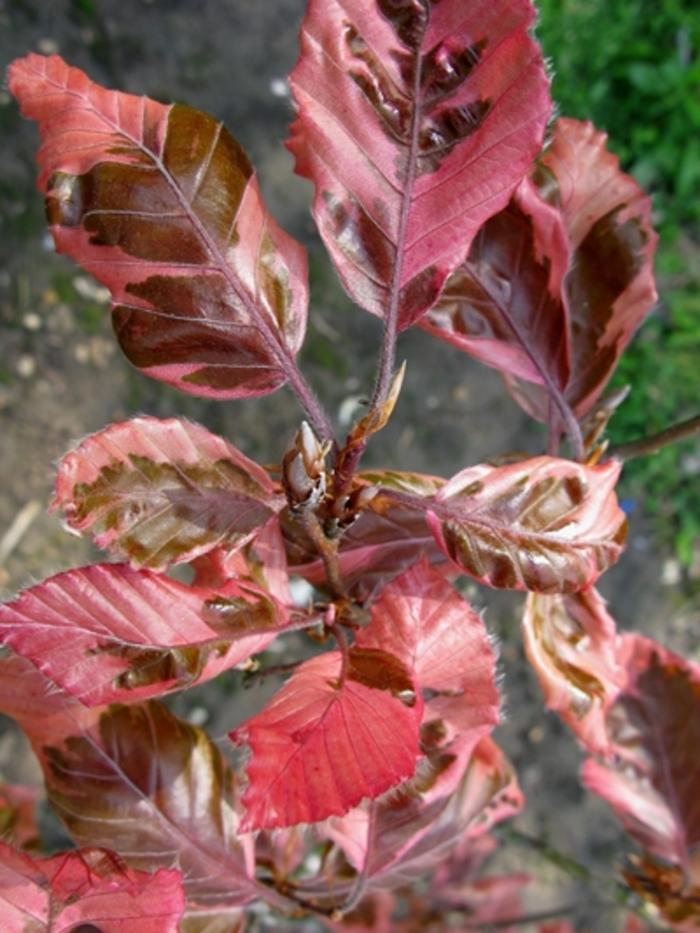 Fagus sylvatica Roseomarginata