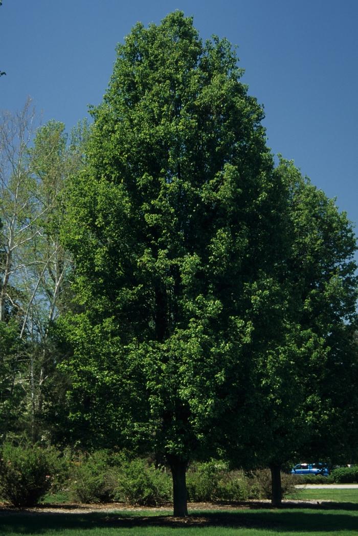 Pyrus calleryana Chanticleer®