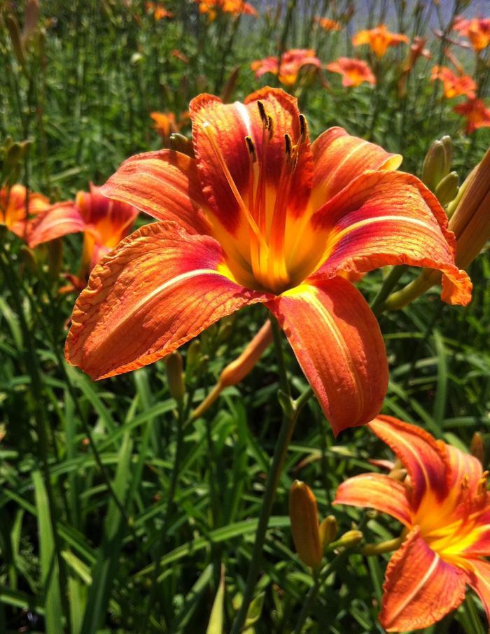 Hemerocallis fulva 