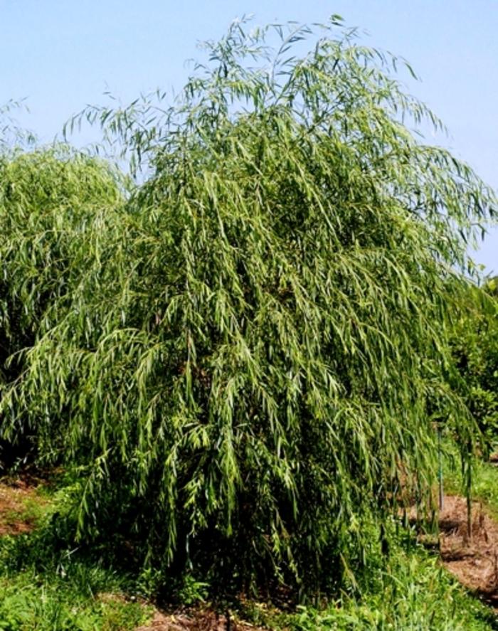 Salix alba Tristis