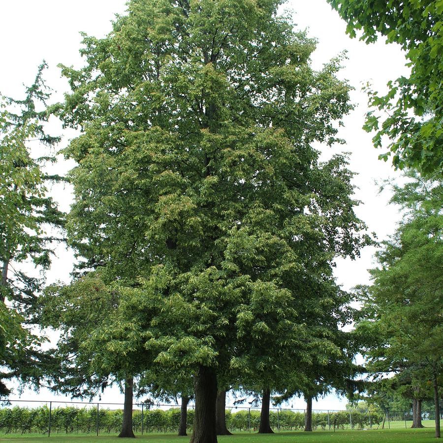 Tilia americana Boulevard