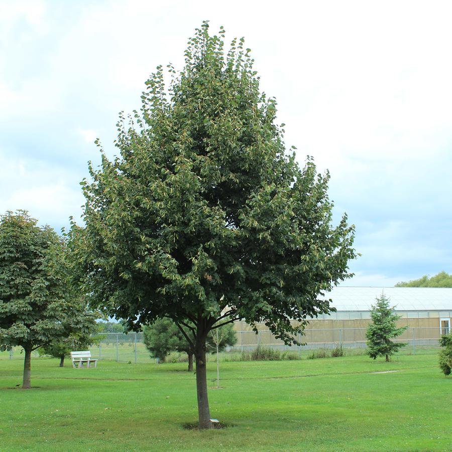 Tilia cordata Greenspire