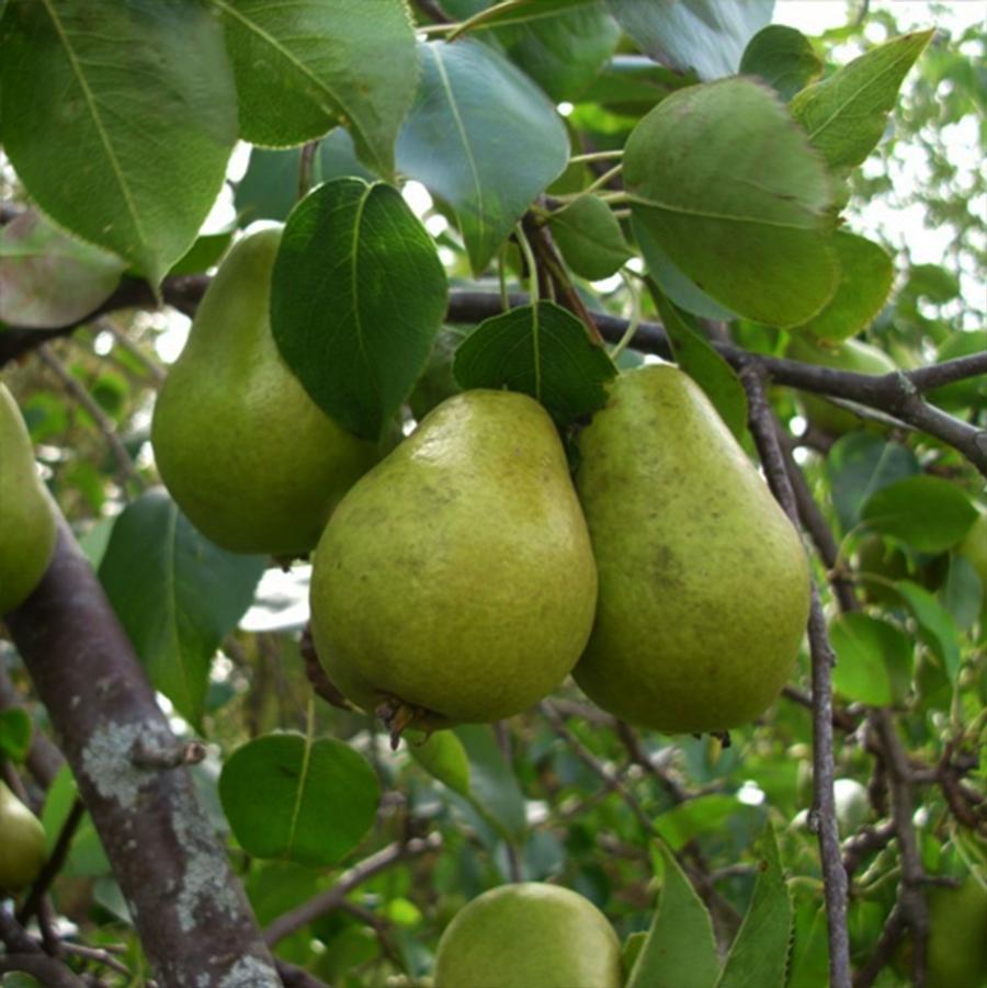 Pyrus communis Bartlett