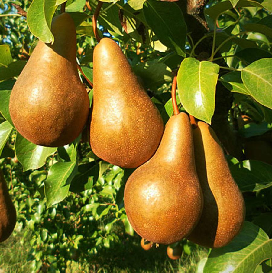 Pyrus communis Bosc