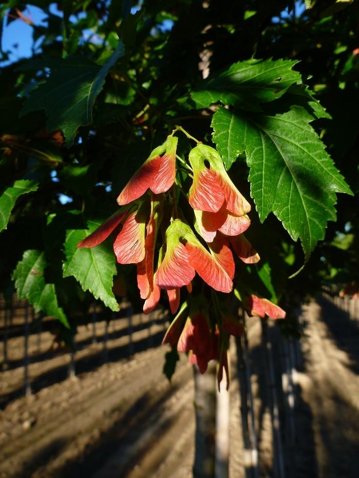 Acer ginnala Flame