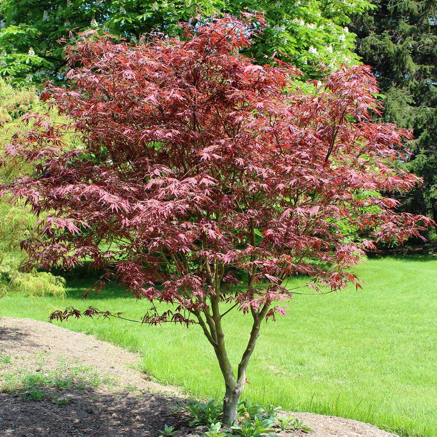 Acer palmatum Beni shi en