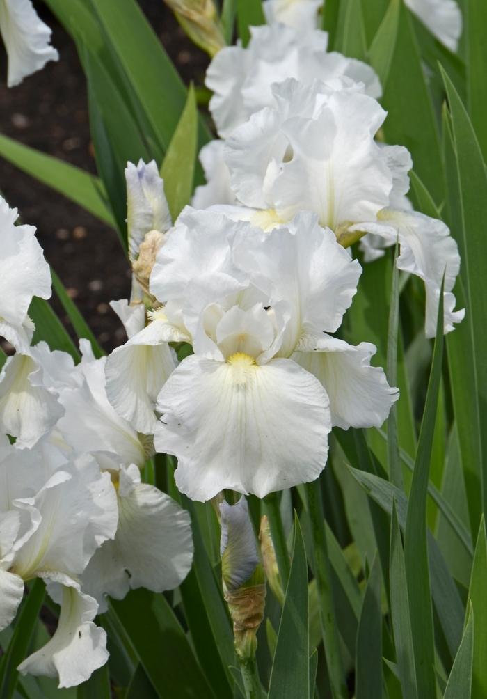 Iris germanica Immortality