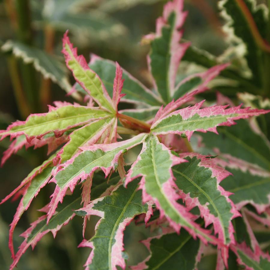 Acer palmatum Butterfly