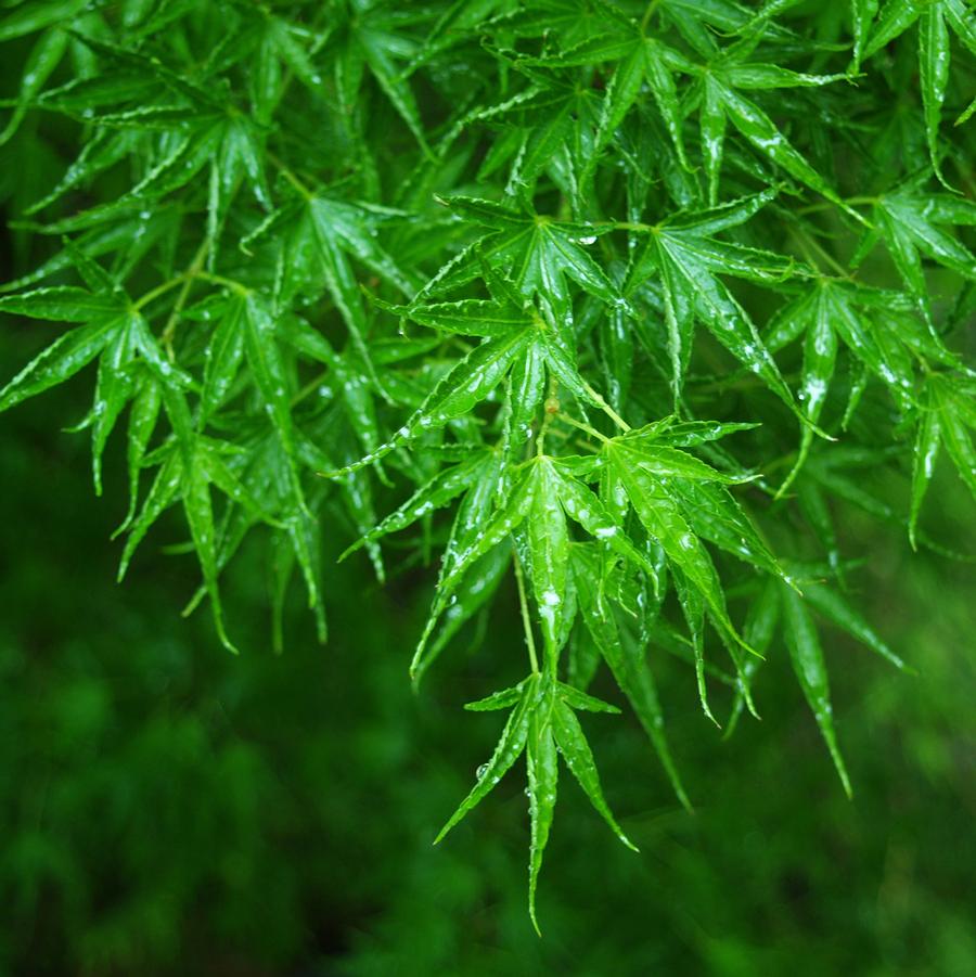 Acer palmatum Okushimo