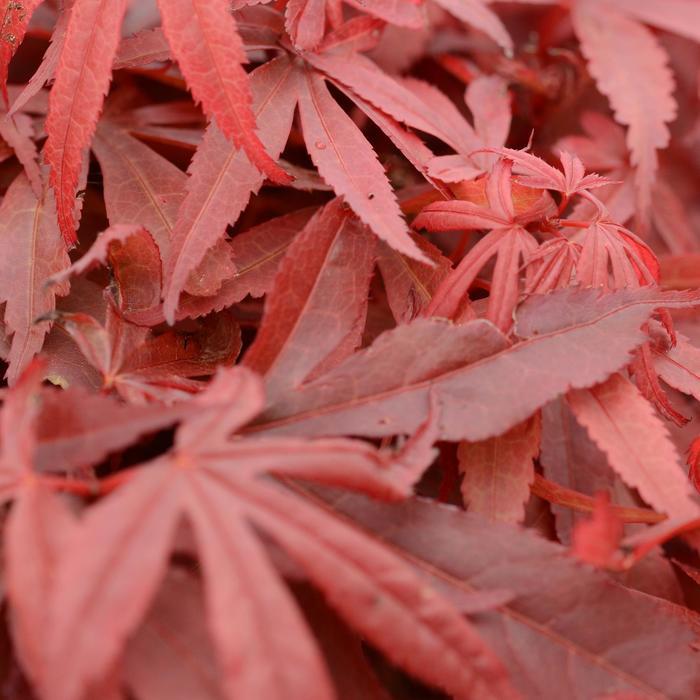 Acer palmatum Skeeter's Broom