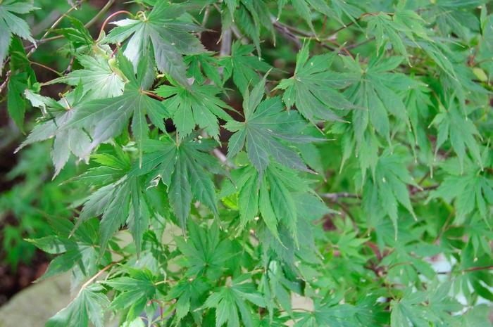 Acer palmatum Trompenburg