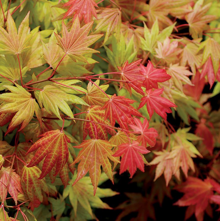 Acer shirasawanum Moonrise™