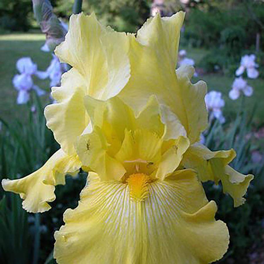 Iris germanica Summer Olympics