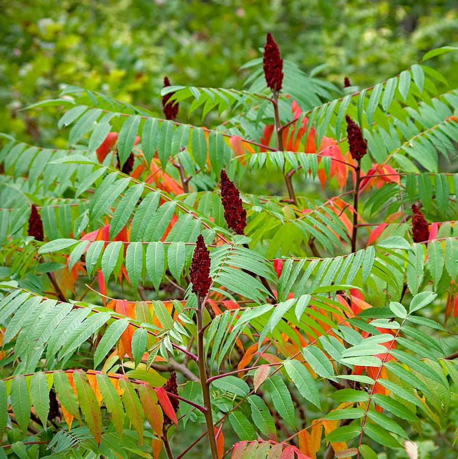 Rhus typhina 