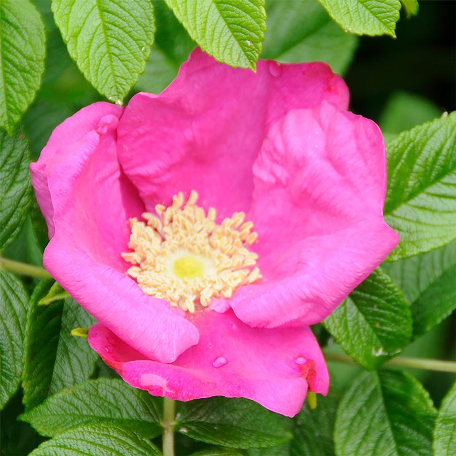 Rosa rugosa 