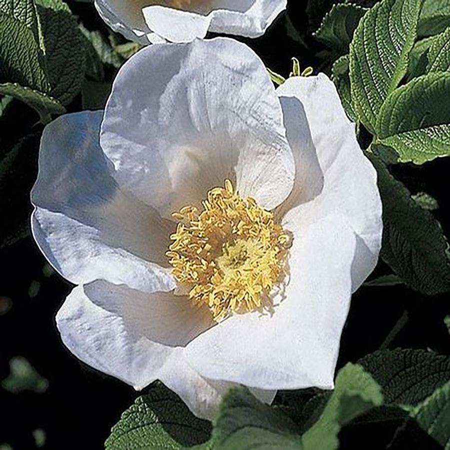 Rosa rugosa Alba