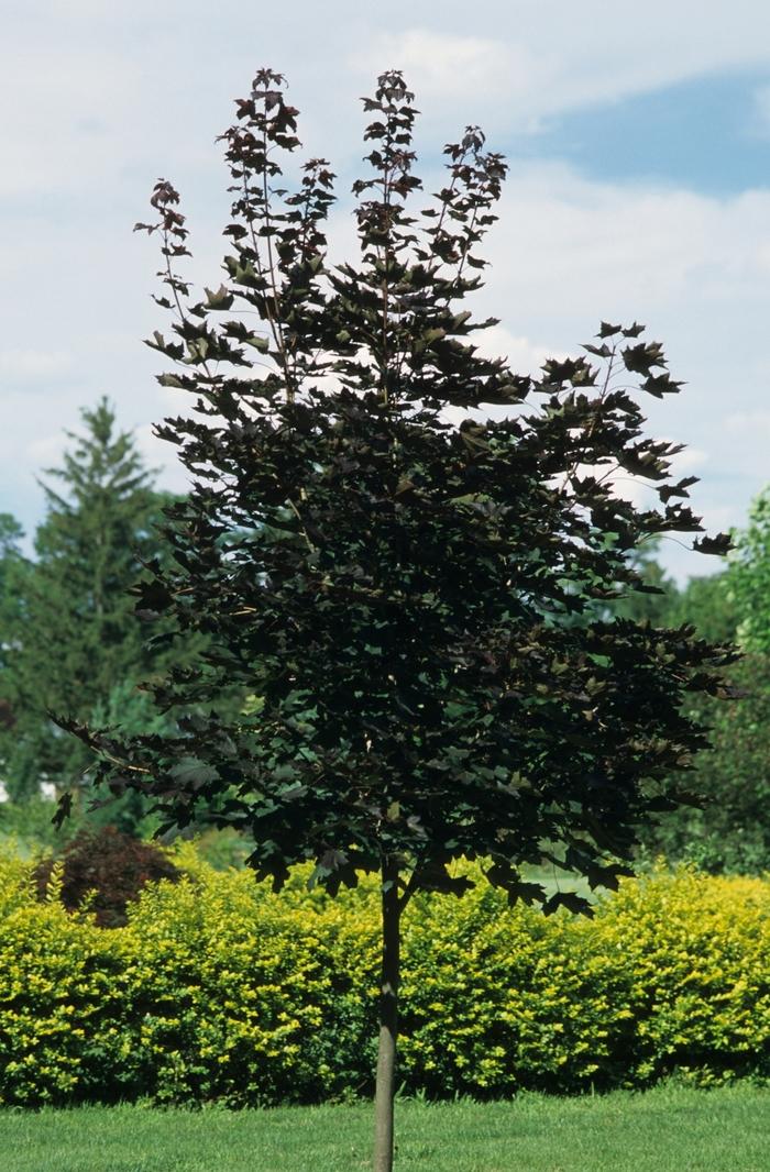 Acer platanoides Crimson King