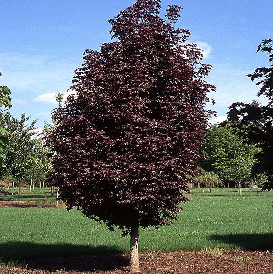 Acer platanoides Crimson Sentry