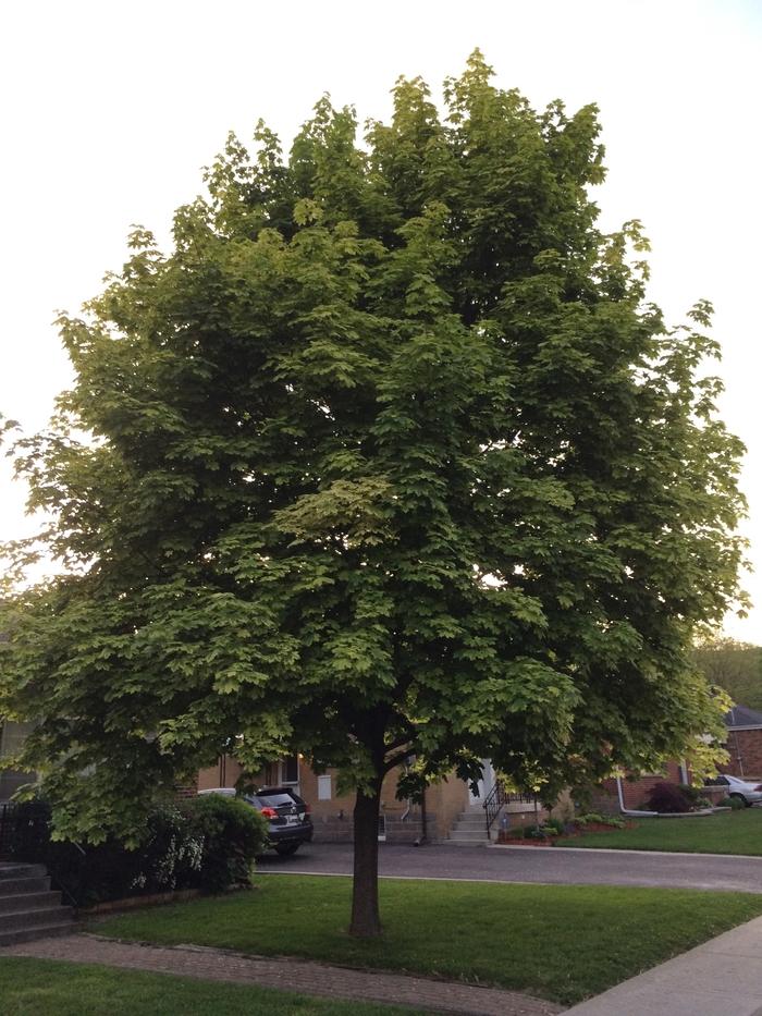 Acer platanoides Drummondii