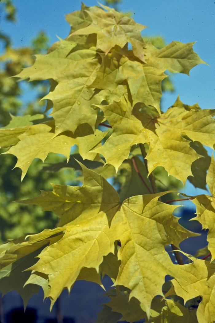 Acer platanoides Princeton Gold