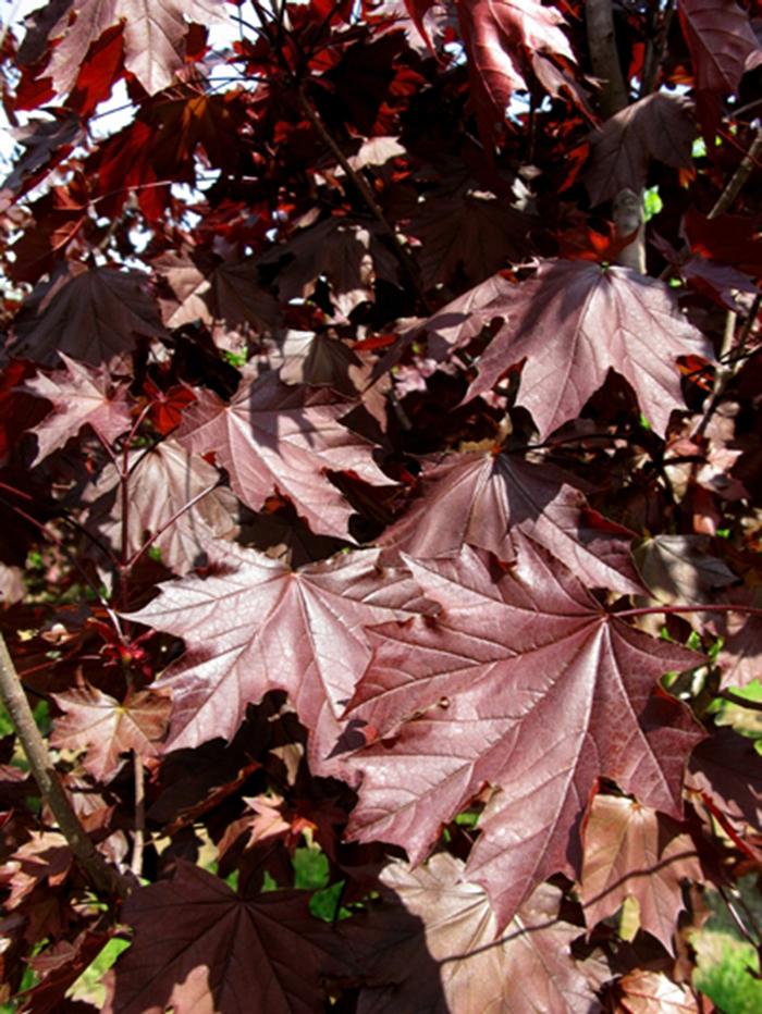 Acer platanoides Royal Red