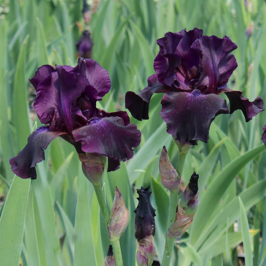 Iris germanica Superstition