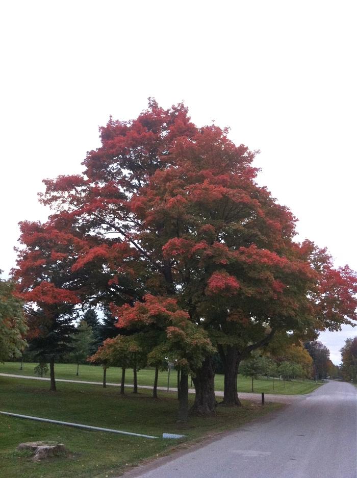 Acer saccharinum 