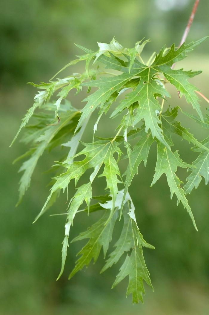 Acer saccharinum Silver Queen