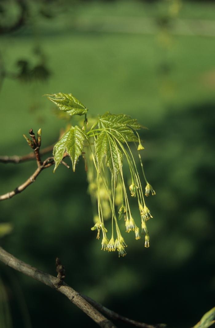 Acer saccharum Green Mountain