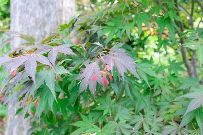 Acer palmatum Atrolineare