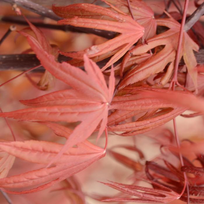 Acer palmatum Emperor 1®