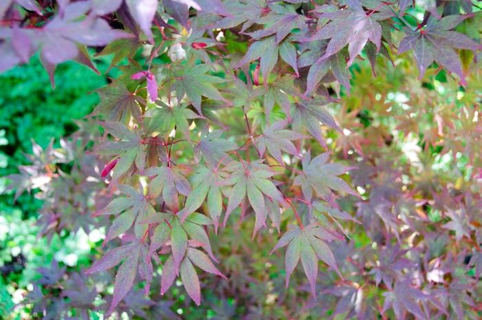 Acer palmatum Fireglow