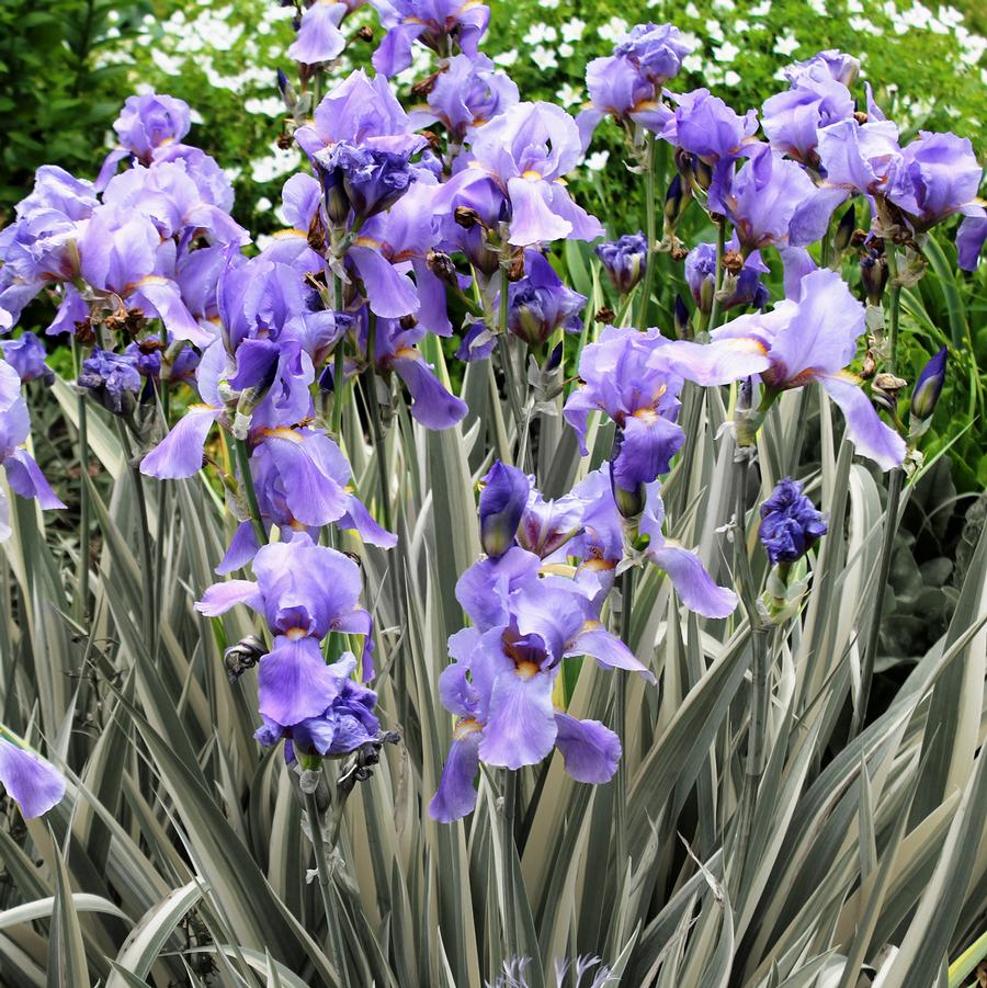 Iris pallida Albo variegata