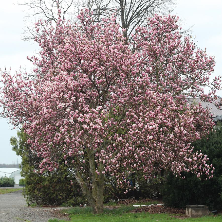 Magnolia Galaxy