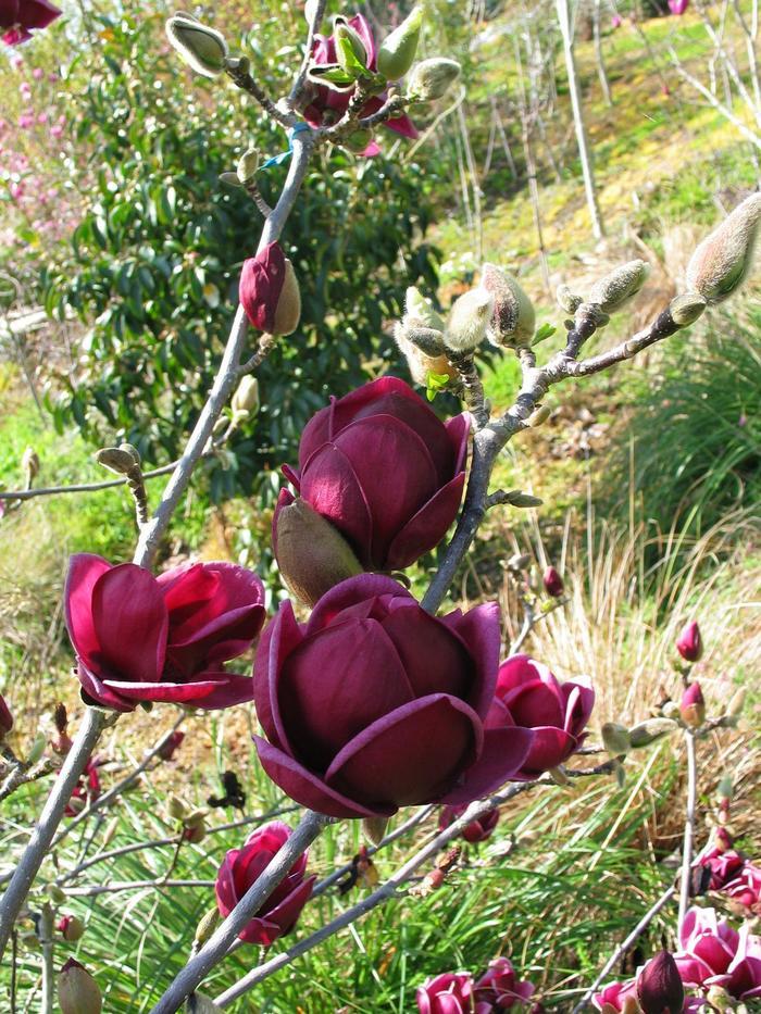 Magnolia Genie