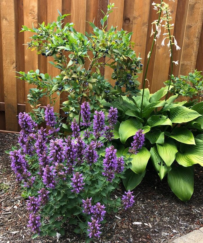 Agastache Poquito™ Dark Blue