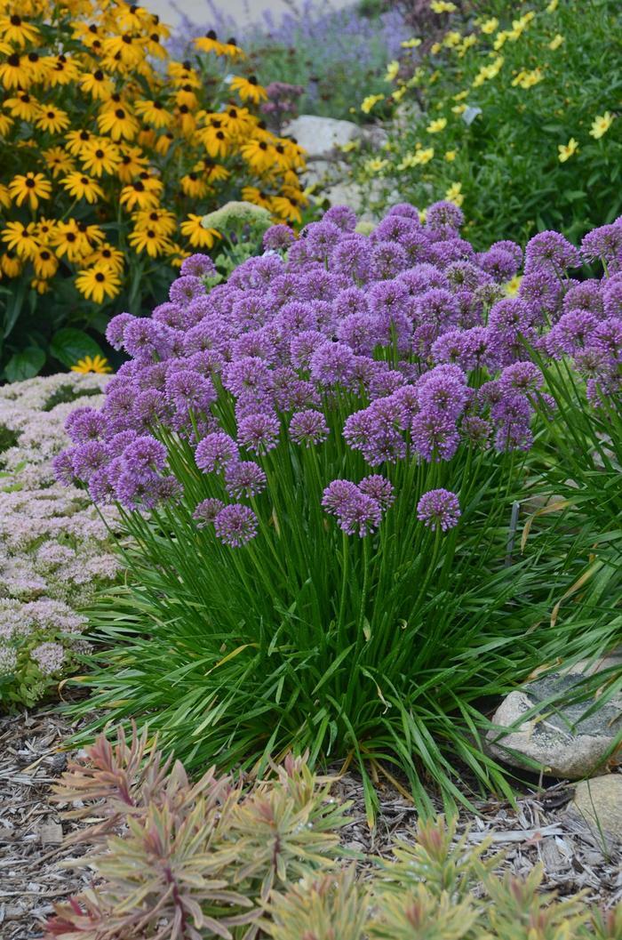 Allium Millenium