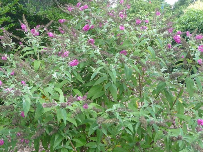 Buddleia Miss Ruby