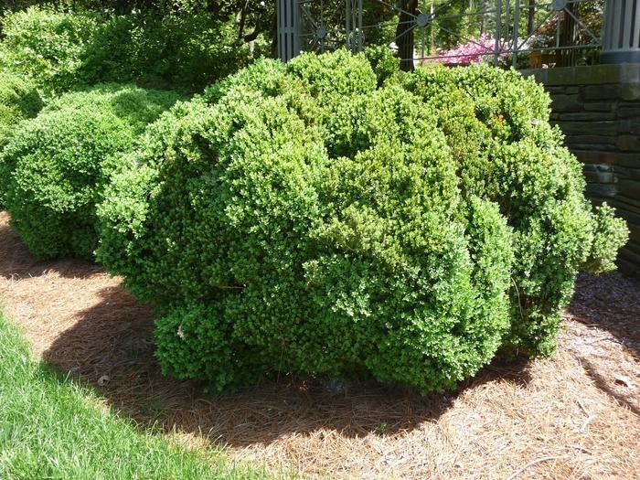 Buxus Green Velvet