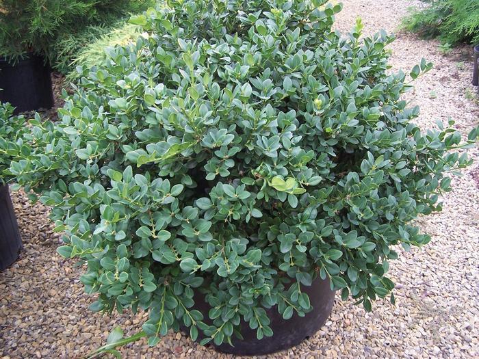 Buxus Gordo™