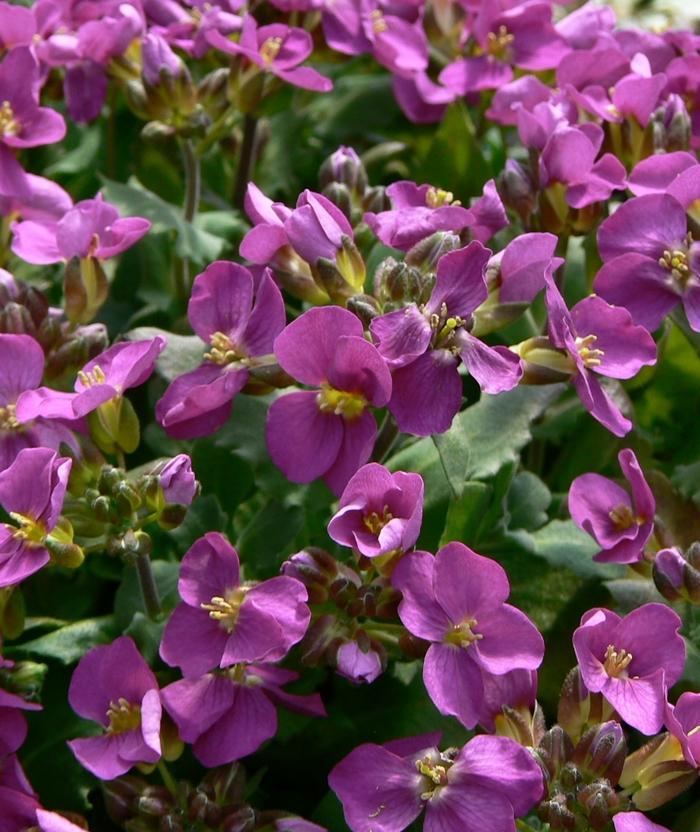 Arabis caucasica Compinkie