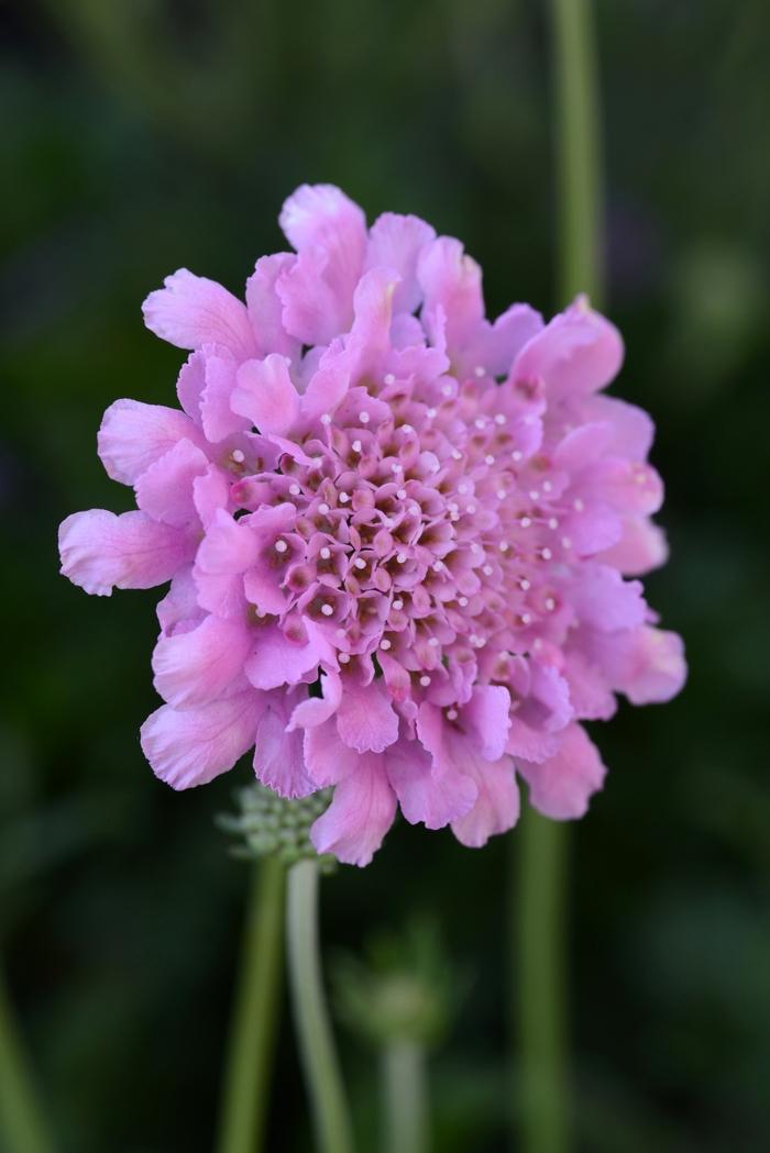 Scabiosa columbaria Flutter™ Rose Pink