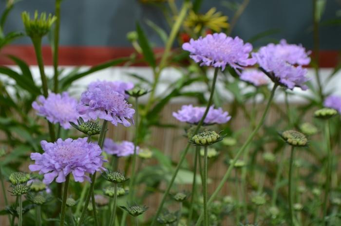 Scabiosa columbaria Flutter™ Deep Blue