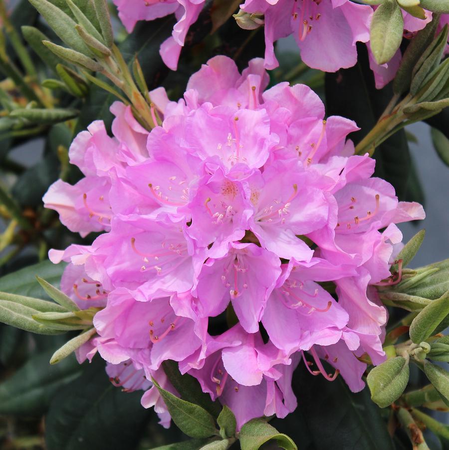 Rhododendron English Roseum