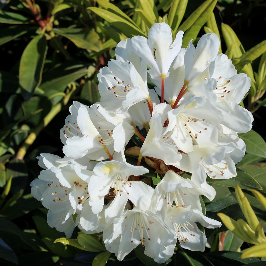 Rhododendron Chionoides