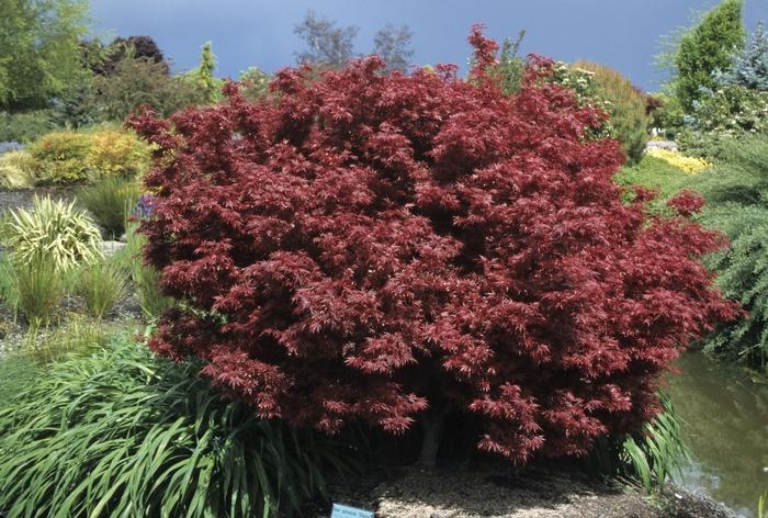 Acer palmatum var. atropurpureum Shaina